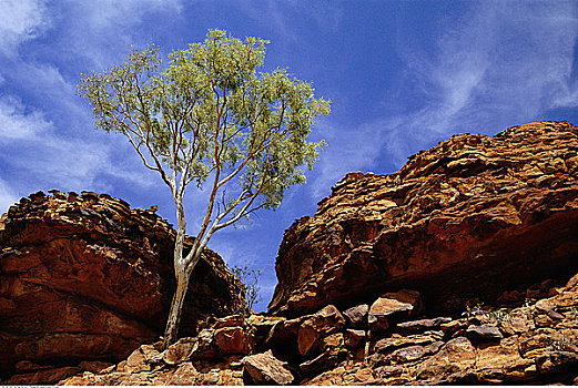 树,国家公园,北领地州,澳大利亚