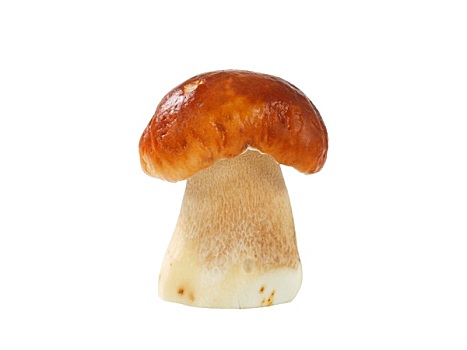 新鲜,可食蘑菇,隔绝,白色背景