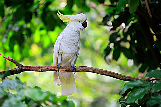 硫,美冠鹦鹉,凤头鹦鹉,坐在树上,俘获,澳大利亚