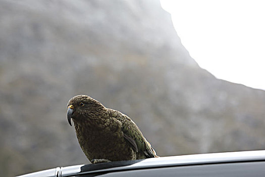 新西兰鹦鹉