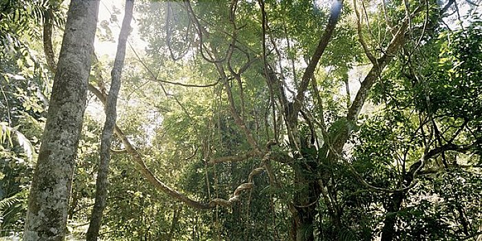 雨林,昆士兰,澳大利亚