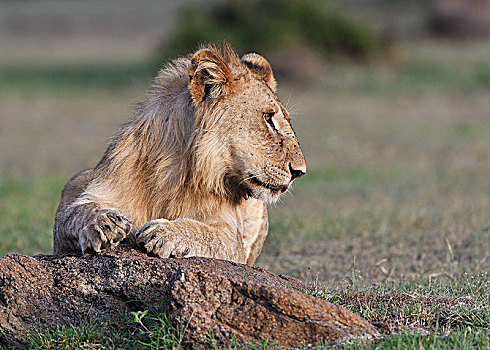 幼兽,狮子,雄性,头像,马赛马拉,肯尼亚