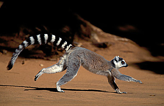 狐猴,跑,贝伦提私人保护区,马达加斯加,非洲