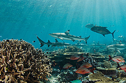 礁石,鲨鱼,长鳍真鲨,浅水,珊瑚,泻湖,维提岛,斐济