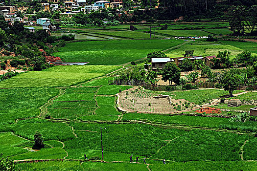 madagascar,fianarantsoa,rice,fields,in,the,middle,of,city