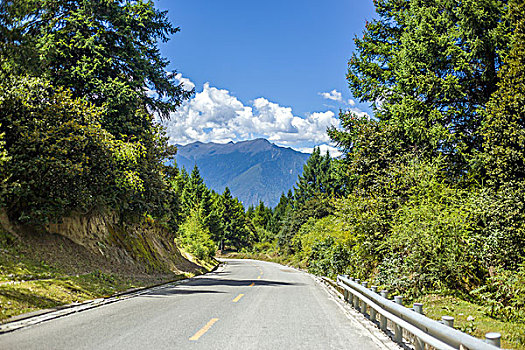 西藏高山峡谷树林