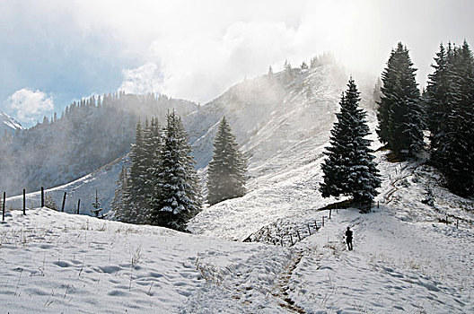 远足者,第一,秋天,雪,高海拔,小路,山,靠近,区域,巴伐利亚,德国,欧洲