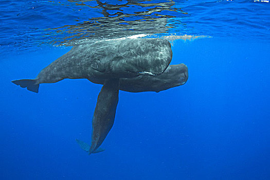 抹香鲸,三个,加勒比海,多米尼克