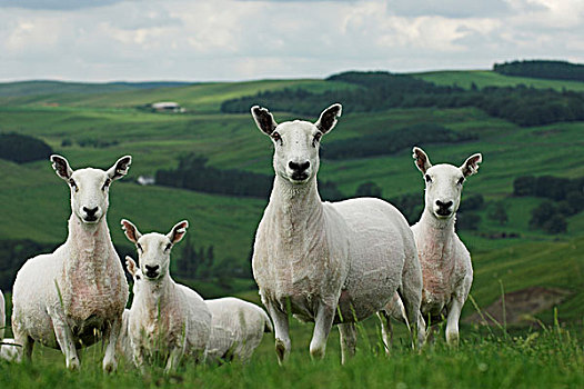 骡子,母羊,苏格兰边境