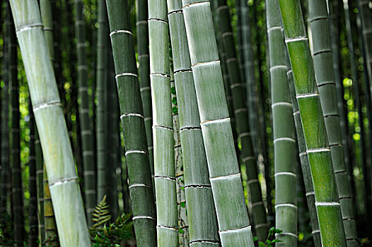 特写,竹子,树林,岚山,京都,关西,日本