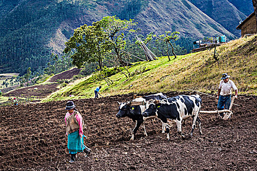 农民,耕作,地点,母牛,因巴布拉省,省,厄瓜多尔