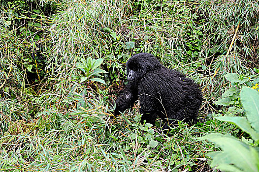 卢旺达,火山国家公园,山地大猩猩,大猩猩