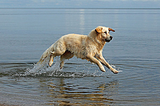 金毛猎犬,母狗,跑,水