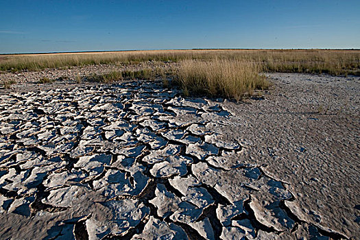 地面,遮盖,盐,埃托沙国家公园,纳米比亚,非洲