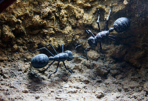 两个,蚂蚁,沟通