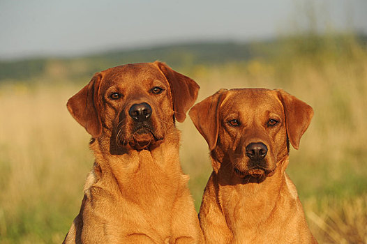 两个,拉布拉多犬,黄色,雄性,雌性,动物,奥地利,欧洲
