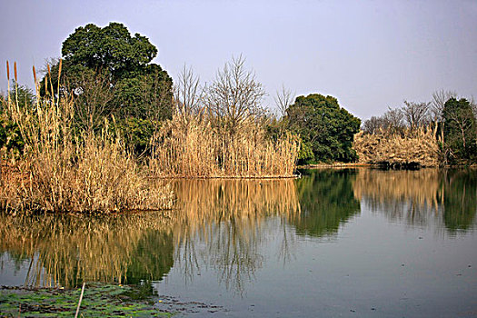 冬天的杭州西溪湿地