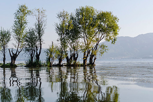 云南洱海湖畔水中秋天的树林