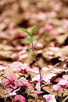 桃花,粉色,花开