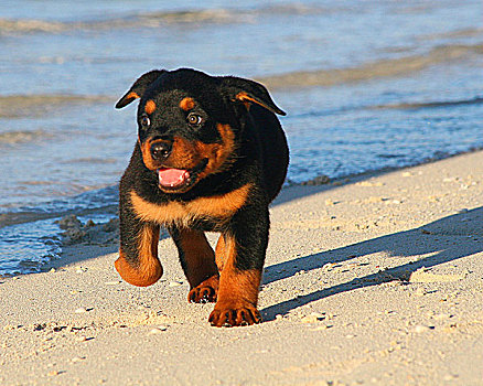 罗特韦尔犬,小狗,海滩