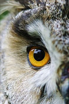 眼,长耳鸮