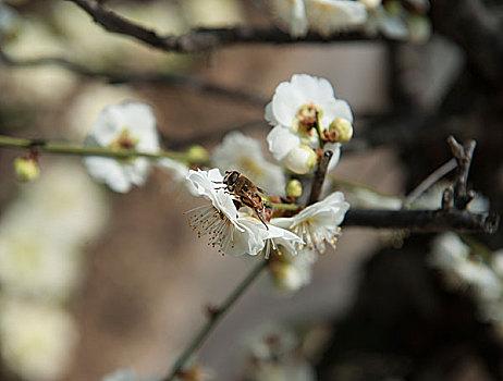 梅花怒放蜜蜂来