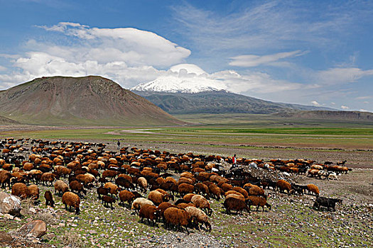 羊群,正面,攀升,省,东安纳托利亚地区,安纳托利亚,土耳其,亚洲