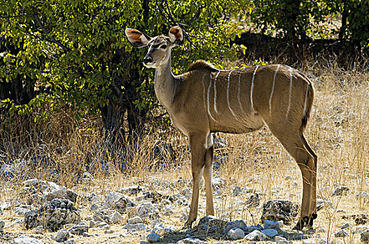 雌性,大捻角羚,埃托沙国家公园,纳米比亚,非洲
