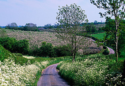 爱尔兰,乡间小路,野花