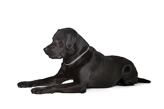 黑色拉布拉多犬