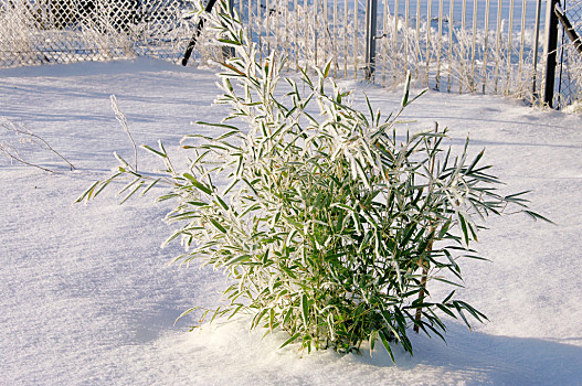 竹子,雪中