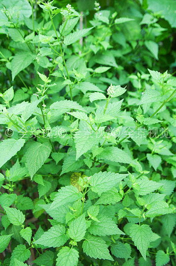 农田里生长旺盛的中草药藿香_高清图片_全景视觉