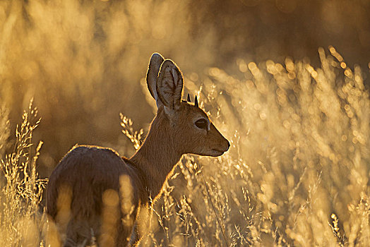 小岩羚,幼兽,雄性,夜光,卡拉哈里沙漠,卡拉哈迪大羚羊国家公园,南非,非洲