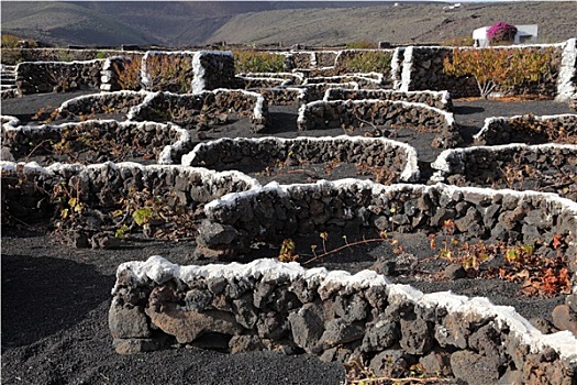 火山,土地,加纳利群岛,兰索罗特岛,西班牙