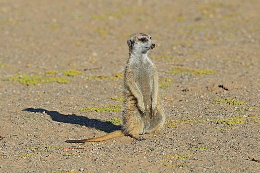猫鼬,细尾獴属,靠近,基特曼斯胡普,区域,纳米比亚,非洲