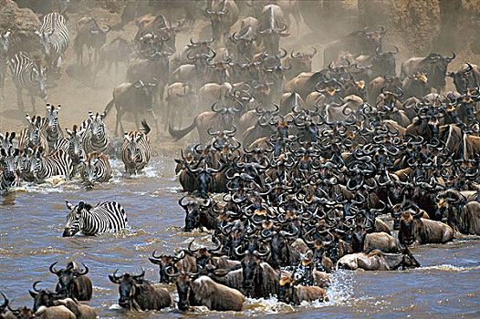 蓝角马,角马,斑马,牧群,马拉河,迁徙,马赛马拉,肯尼亚