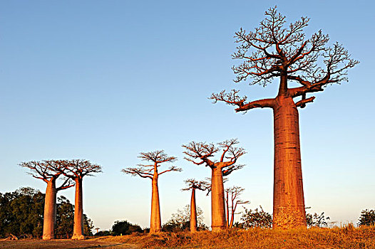 猴面包树,早晨,亮光,穆龙达瓦,马达加斯加,非洲