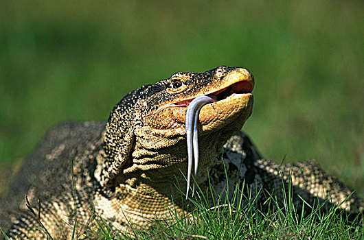 蜥蜴,草地,伸出舌头