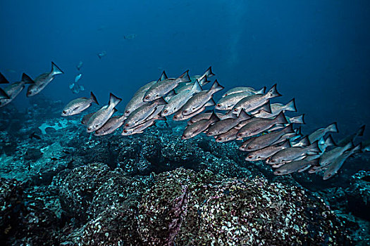 鲷鱼,笛鲷,岛屿,哥斯达黎加,北美