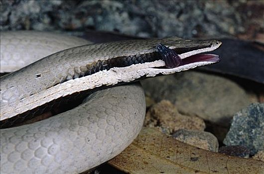 蛇,蜥蜴,舌头,清洁,眼,脸,国家公园,北领地州,澳大利亚