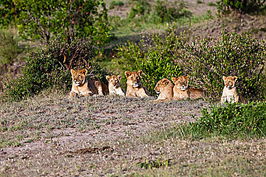 狮子,休息,马赛马拉国家保护区,肯尼亚,东非,非洲