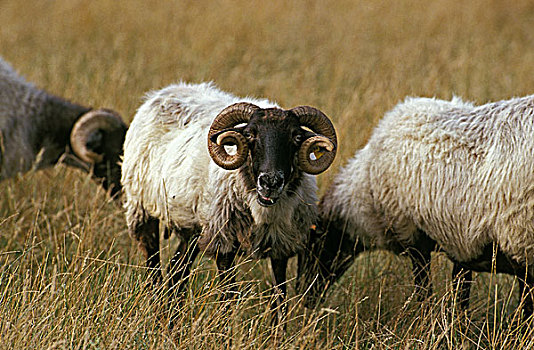 绵羊,法国人,公羊