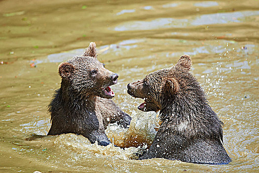 欧洲,棕熊,熊,小动物,荒野,水塘,争斗