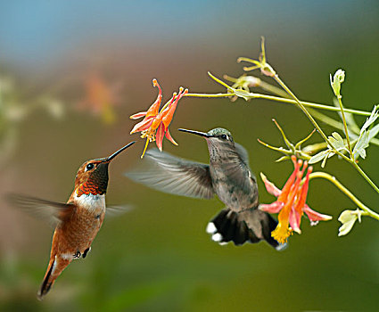 蜂鸟,棕煌蜂鸟,黑色下巴的蜂鸟,女性,花,花蜜