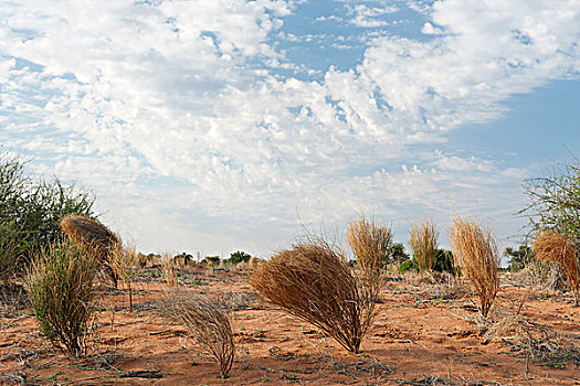 沙漠植物,卡拉哈里沙漠,纳米比亚,非洲
