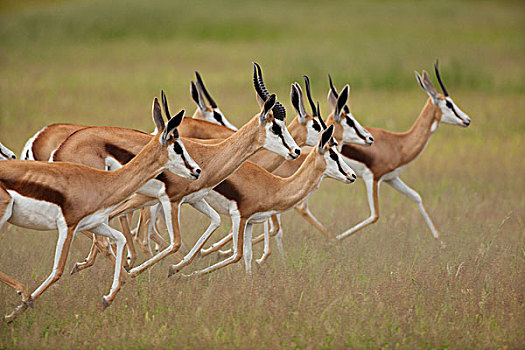 跳羚,群,卡拉哈里沙漠,北开普,南非