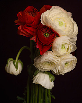 红色,白色,毛茛属植物,花束,深色背景
