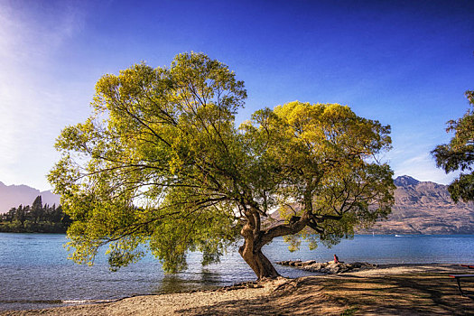 树,瓦卡蒂普湖