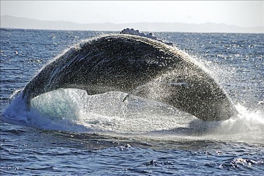 驼背鲸,大翅鲸属,鲸鱼