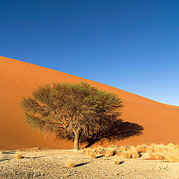 树,纳米比亚,非洲
